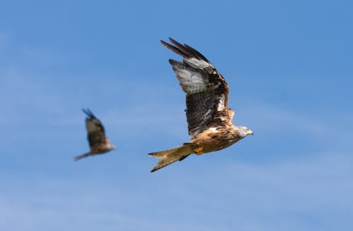 Close-up of a Red Kite in Flight 