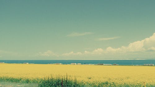 Rapeseed Field by Sea