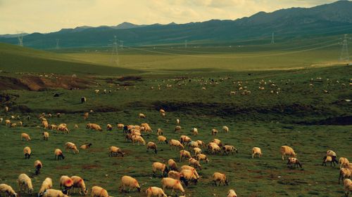 Free A flock of sheep grazing on a vast green grassland with hills in the distance. Stock Photo