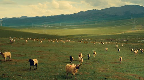 Безкоштовне стокове фото на тему «вівці, Долина, пасовище»