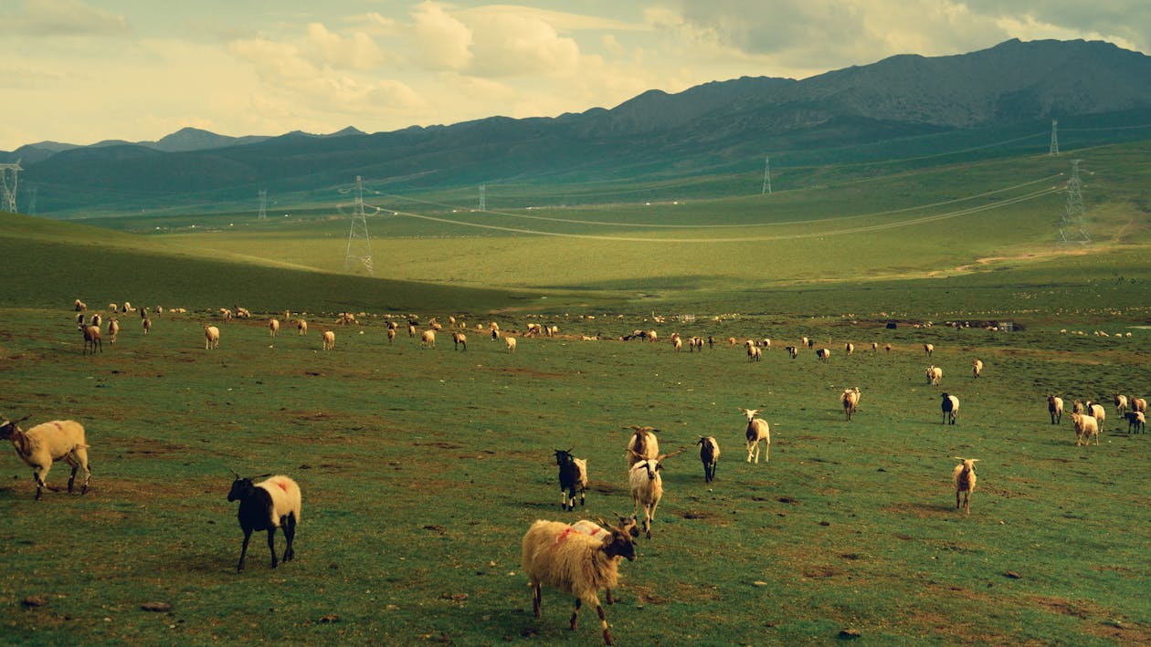 Livestock Herd on Pasture in Valley