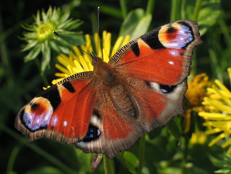 Close Up Of European Peacock Butterfly