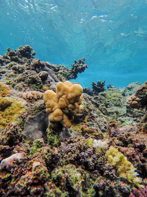 Foto profissional grátis de coral, embaixo da água, natureza