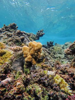 Explore a colorful underwater coral reef, teeming with life in clear ocean waters.