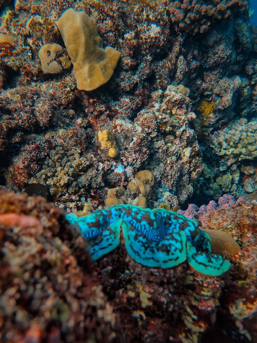 Free Close up of Fish and Coral Reef Stock Photo