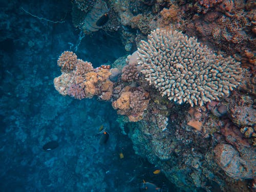 Immagine gratuita di avvicinamento, barriera corallina, corallo