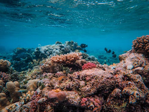 Foto profissional grátis de animais, coral, embaixo da água