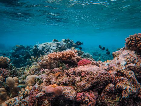 Colorful coral reef with diverse sea life in a serene underwater setting.