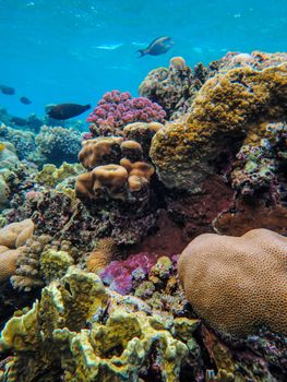 Explore the vivid colors and textures of a thriving coral reef ecosystem with diverse marine life.