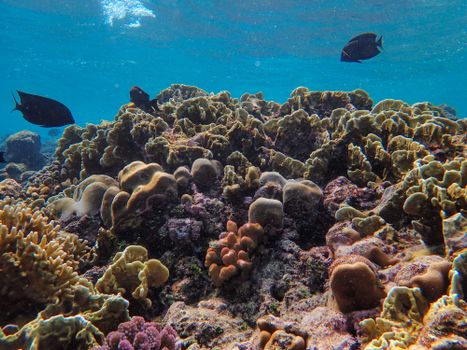 Colorful underwater scene featuring corals and fish in a tropical reef ecosystem.