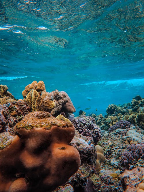 Foto profissional grátis de coral, embaixo da água, natureza