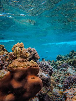 Explore the vivid beauty of a thriving coral reef teeming with marine life beneath crystal-clear ocean waters.
