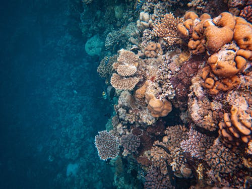 Foto profissional grátis de coral, embaixo da água, oceano