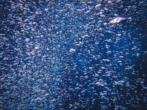Безкоштовне стокове фото на тему «впритул, морське життя, під водою»