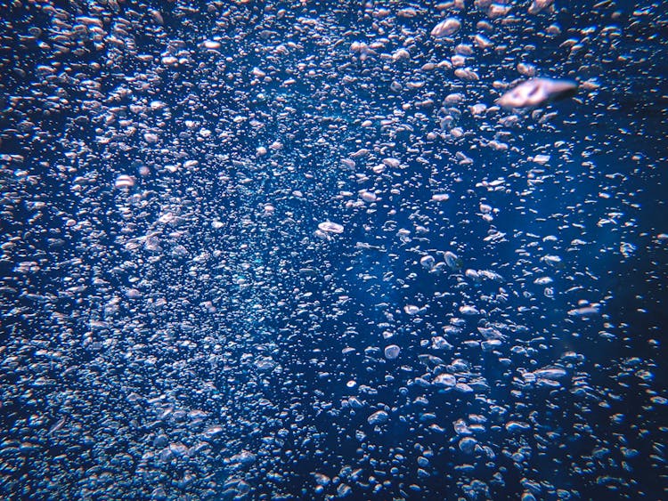 School Of Fish In Water