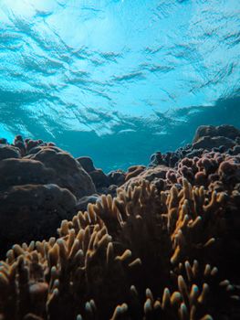 A stunning underwater view showcasing vibrant coral structures and the shimmering surface above.