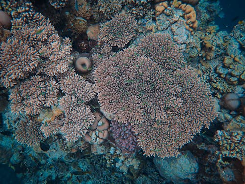 Immagine gratuita di avvicinamento, barriera corallina, corallo