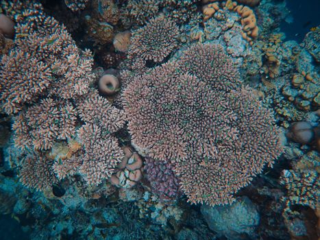 Colorful coral reef with diverse sea life captured underwater.
