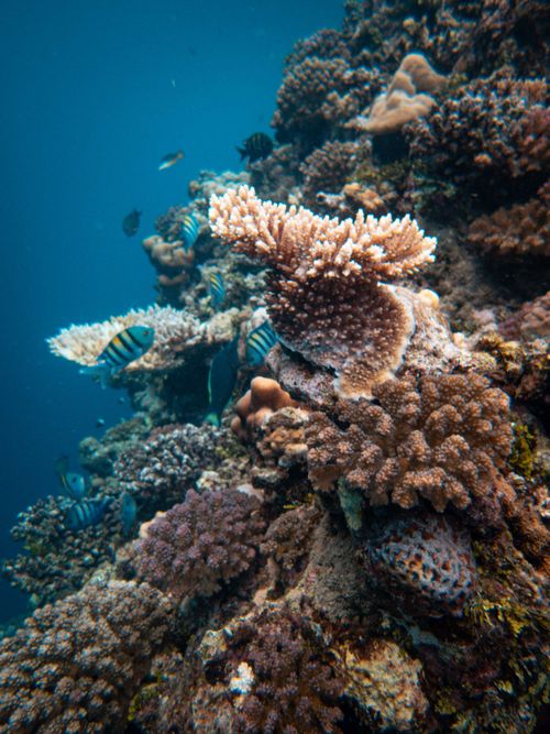 Free Explore underwater beauty of coral reefs teeming with colorful fish and sea life. Stock Photo