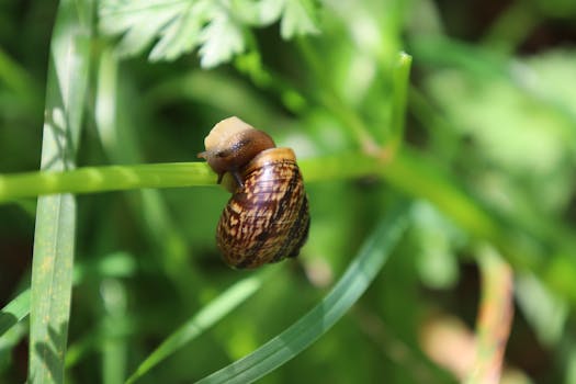 A close-up of a garden snail climbing a green leaf in natural sunlight.