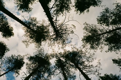 Free Looking up through a canopy of tall pine trees against a cloudy sky. Stock Photo