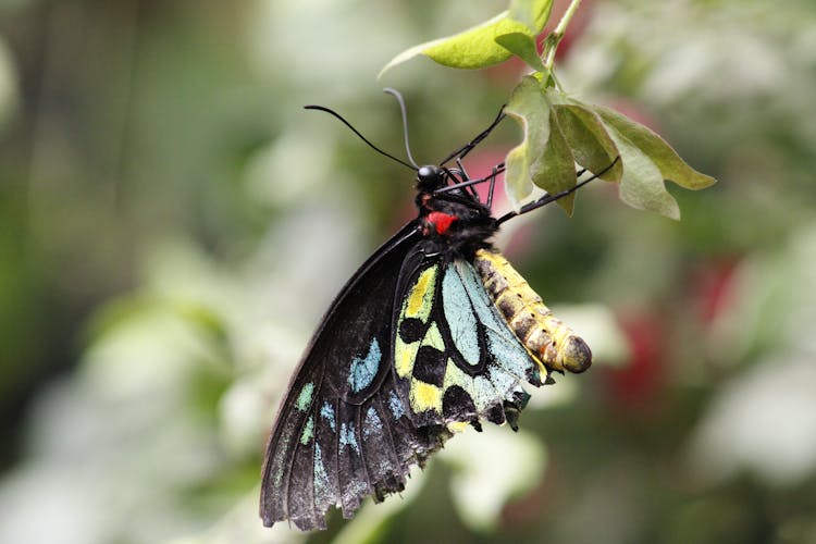 Butterfly On Leaf