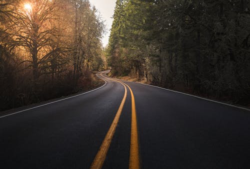 Photo of Empty Blacktop Road Lined With Trees