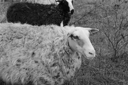 Безкоштовне стокове фото на тему «вівці, сільський, Фотополювання»