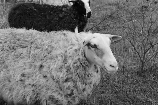 Black and white photo of a close up shot of sheeps standing in a field