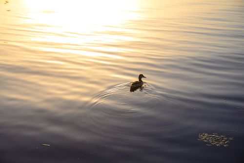 Free A tranquil scene of a lone duck swimming on a lake during a golden sunset, creating ripples on the water. Stock Photo