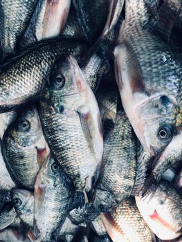 Tilapia Fish