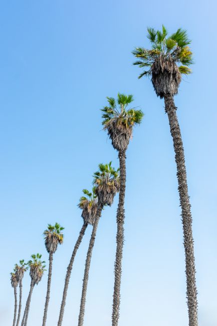 A row of tall palm trees reaching up into a clear blue sky, exemplifying natural beauty and calm.