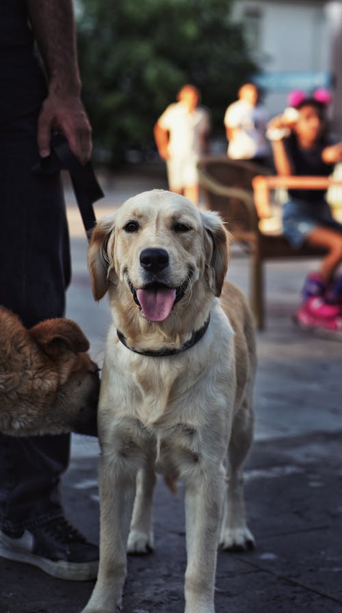 Golden Retriever on Pavement