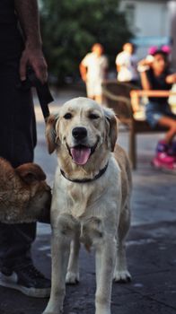 Golden retriever on an urban street with people in the background, creating a lively scene.