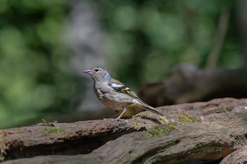 Small Bird on Tree Trunk