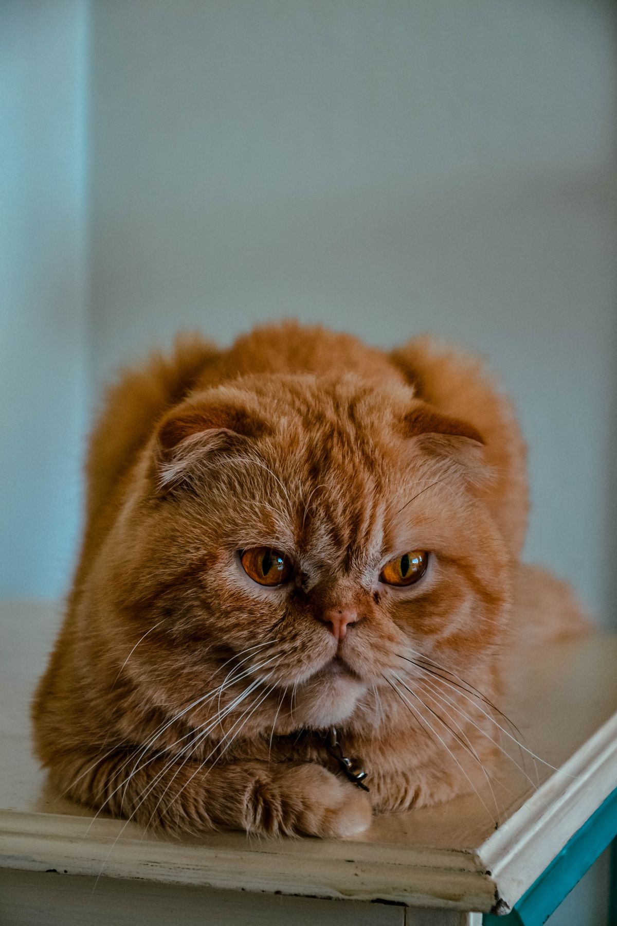 Orange Tabby Cat Lying on Floor · Free Stock Photo