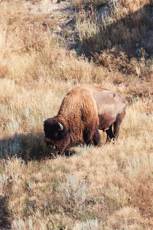 Gratis arkivbilde med amerikansk bison, beitemark, bøffel
