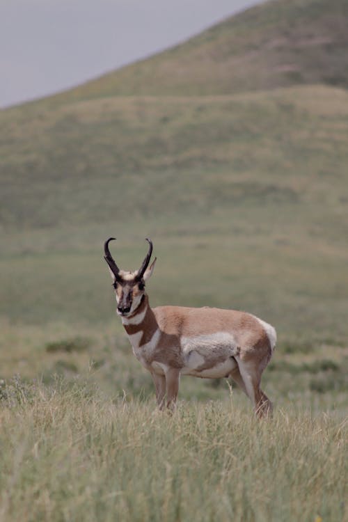 Mexican Pronghorn in Nature