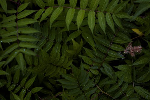 bitkiler, doğa, kapatmak içeren Ücretsiz stok fotoğraf