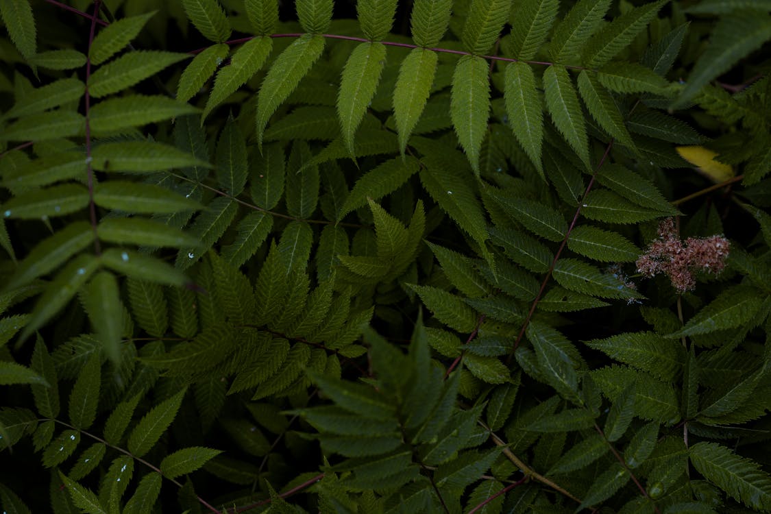나뭇잎, 녹색, 식물의 무료 스톡 사진