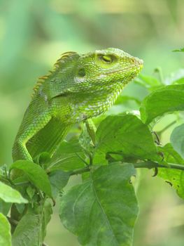 chameleon photo