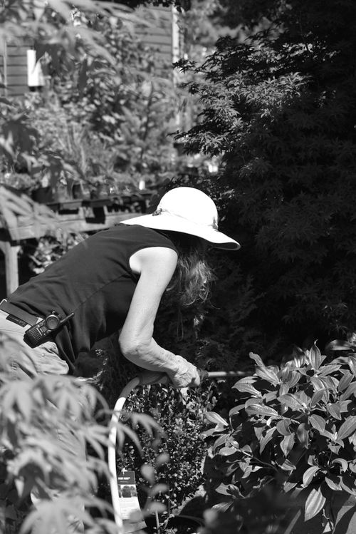 Free Black and white photo of a woman gardener watering plants in a garden with a hose. Stock Photo