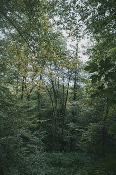 Serene dense forest with abundant green foliage, capturing the essence of nature's tranquility.