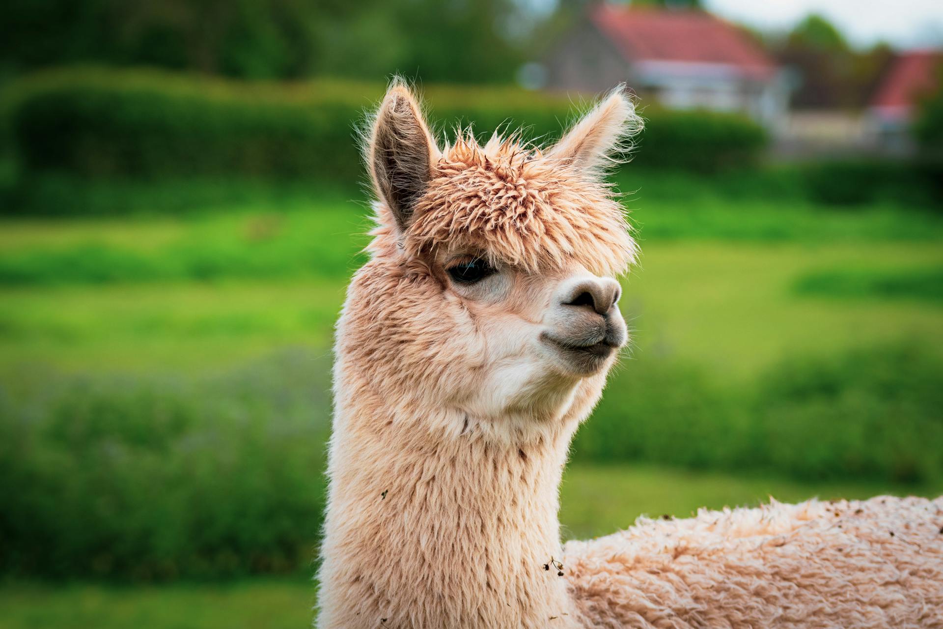 A fluffy llama stands in a vibrant green pasture, showcasing its unique features and texture.