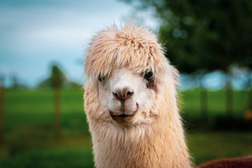 Free A fluffy llama with shaggy fur poses for a close-up outdoors against a blurred green background. Stock Photo