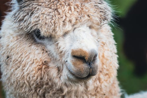 Gratis lagerfoto af alpaca, dyrefotografering, hoved