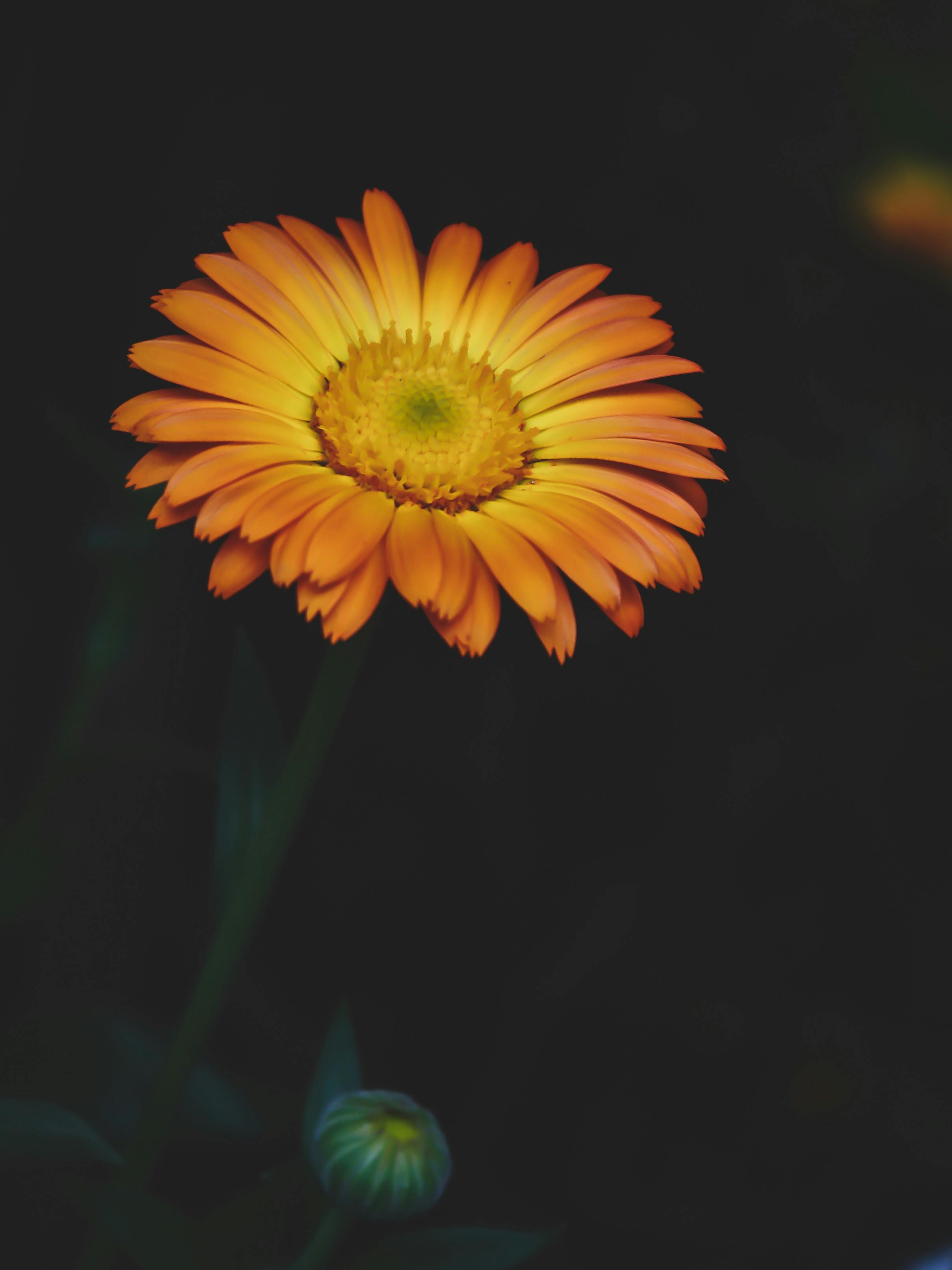 Free stock photo of 4k wallpaper, beautiful flower, black wallpaper