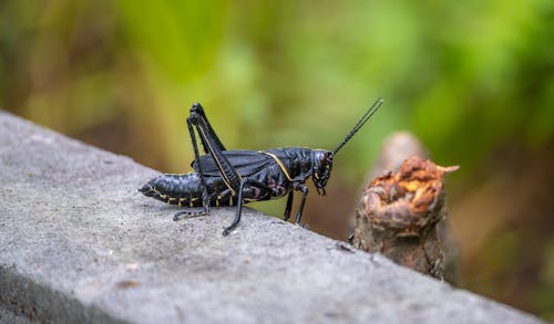 Photo of a Grasshopper