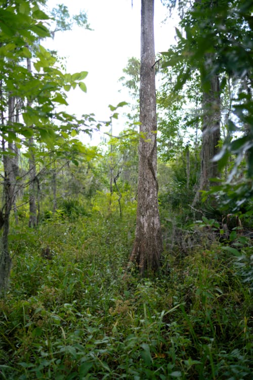 Free stock photo of forest, forrest, swamp