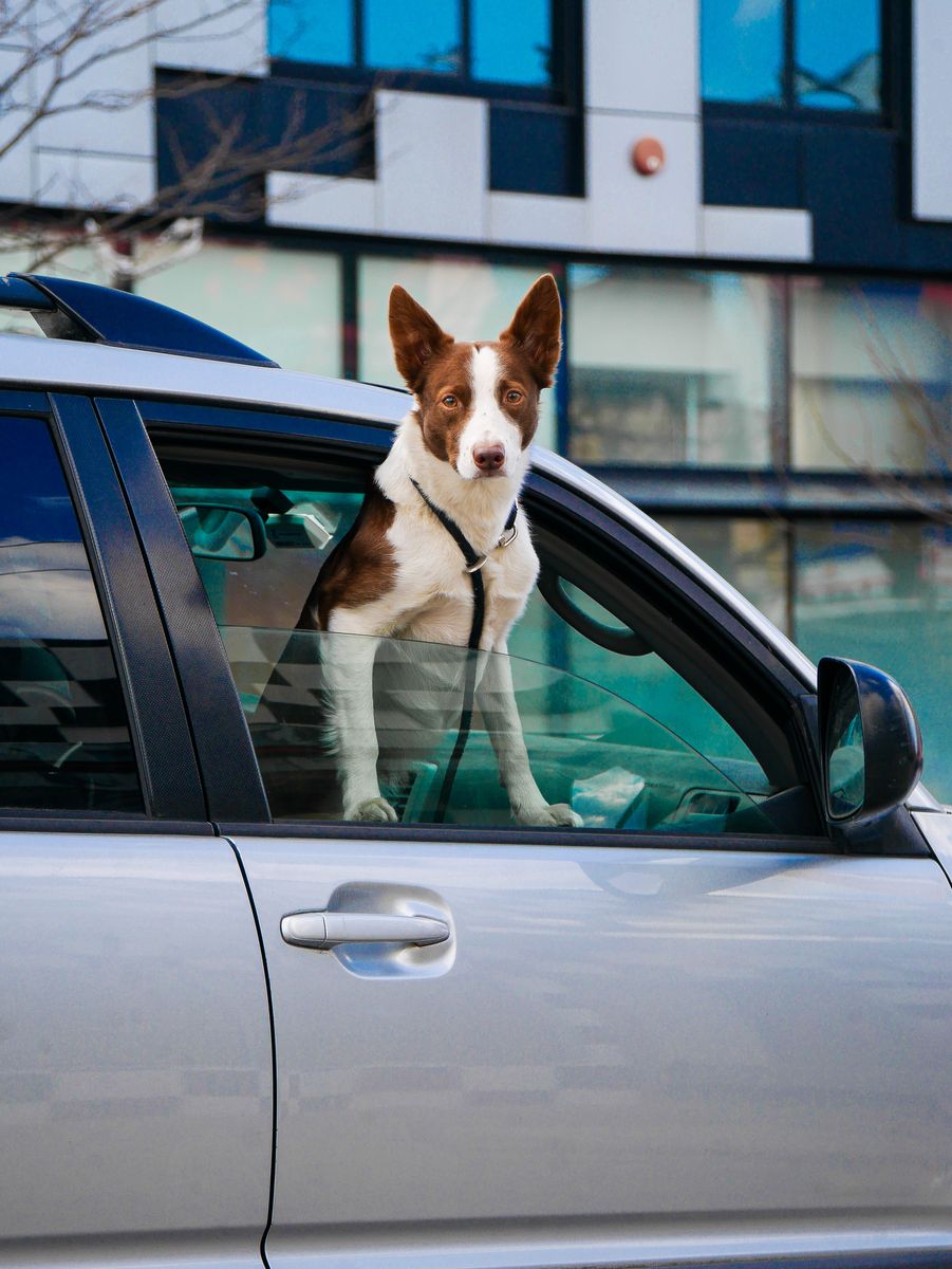 Dog looking out of a car window on a Pacific Northwest road trip